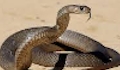 snake