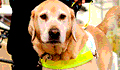 guidedogs