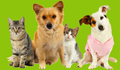 pets