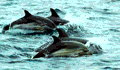 whales